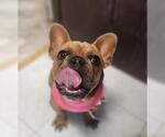 Small #3 French Bulldog