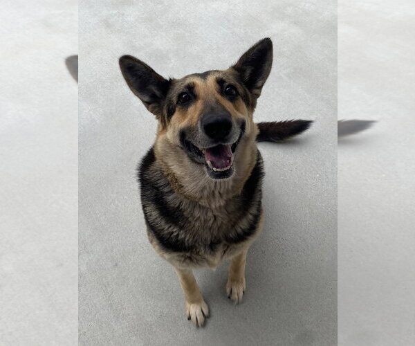 Medium Photo #2 German Shepherd Dog Puppy For Sale in Salinas, CA, USA