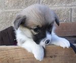 Small Photo #2 Pembroke Welsh Corgi Puppy For Sale in REDDING, CA, USA