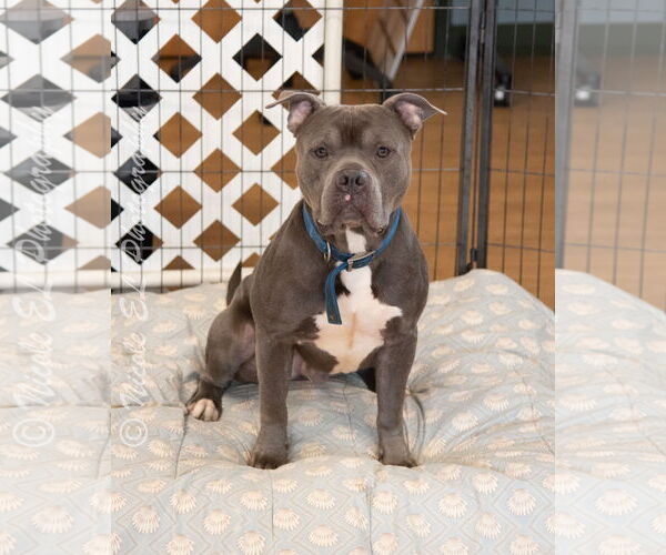 Medium Photo #2 American Pit Bull Terrier Puppy For Sale in Virginia Beach, VA, USA