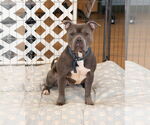 Small #1 American Pit Bull Terrier