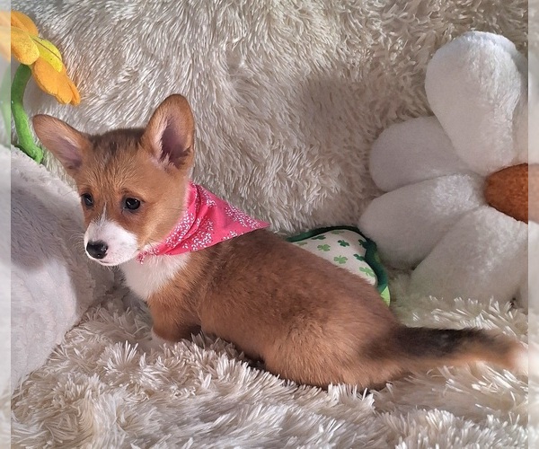 Medium Photo #18 Pembroke Welsh Corgi Puppy For Sale in ARROYO GRANDE, CA, USA