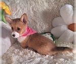 Small Photo #18 Pembroke Welsh Corgi Puppy For Sale in ARROYO GRANDE, CA, USA