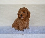 Image preview for Ad Listing. Nickname: Sandra