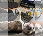Small #7 American Pit Bull Terrier Mix