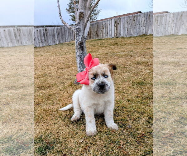 Medium Photo #4 Australian Shepherd-Unknown Mix Puppy For Sale in Sandy, UT, USA