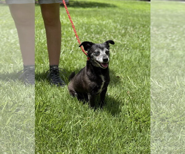 Medium Photo #1 Chihuahua Puppy For Sale in Yardley, PA, USA