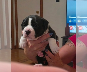 Medium American Bully