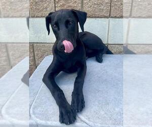 Great Dane-Unknown Mix Dogs for adoption in Tulsa, OK, USA