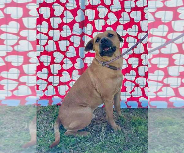 Medium Photo #4 Mutt Puppy For Sale in Abbeville, LA, USA