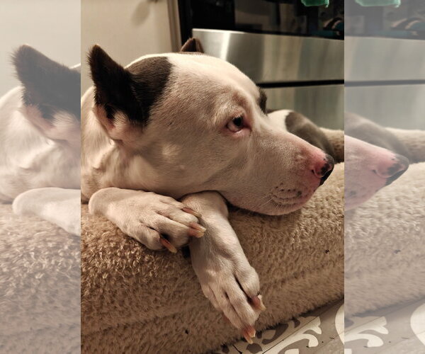 Medium Photo #20 American Pit Bull Terrier-Unknown Mix Puppy For Sale in Germantown, OH, USA