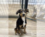 Small #3 Border Collie Mix