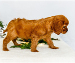 Small #9 Cavalier King Charles Spaniel