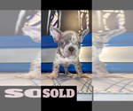 Puppy Puppy 5 French Bulldog