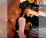 Small Photo #10 Doberman Pinscher Puppy For Sale in Buffalo, MN, USA
