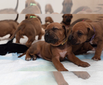 Small Photo #7 Rhodesian Ridgeback Puppy For Sale in THREE RIVERS, CA, USA