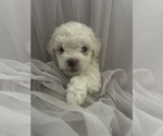 Small Photo #4 Bichon Frise Puppy For Sale in LIVERPOOL, NY, USA