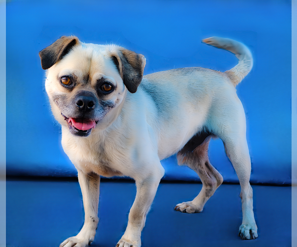 Medium Photo #1 Pug-Unknown Mix Puppy For Sale in Pasadena, CA, USA