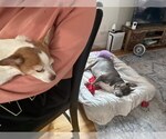Small American Pit Bull Terrier Mix