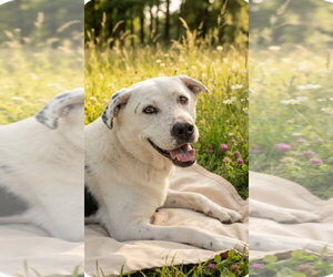 Aussiedor Dogs for adoption in Pena Blanca, NM, USA