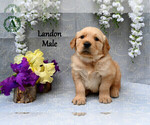 Puppy Landon English Cream Golden Retriever