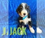 Small Photo #2 Bernedoodle (Miniature) Puppy For Sale in BOWLING GREEN, KY, USA