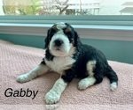 Small Photo #2 Bernedoodle Puppy For Sale in POINTBLANK, TX, USA