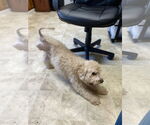 Small #2 Poodle (Miniature)