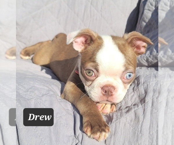Medium Photo #5 Boston Terrier Puppy For Sale in POMEROY, OH, USA