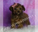Small #3 Yorkipoo