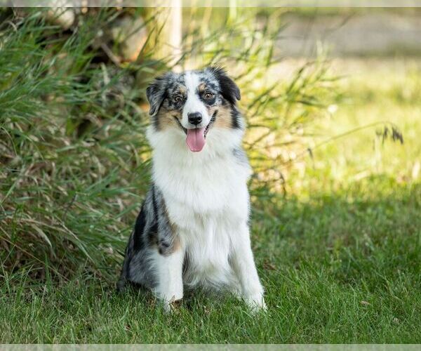 Medium Photo #8 Australian Shepherd Puppy For Sale in LODA, IL, USA