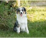Small #7 Australian Shepherd