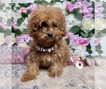 Small #38 Poodle (Toy)