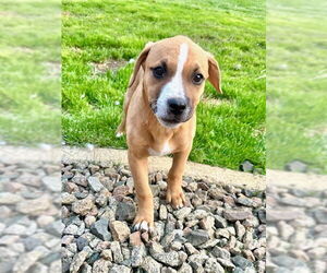 Boxador Dogs for adoption in Princeton, MN, USA