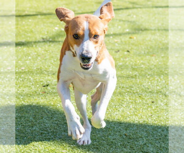 Medium Photo #4 Treeing Walker Coonhound-Unknown Mix Puppy For Sale in Hilton Head, SC, USA