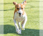 Small #3 Treeing Walker Coonhound Mix