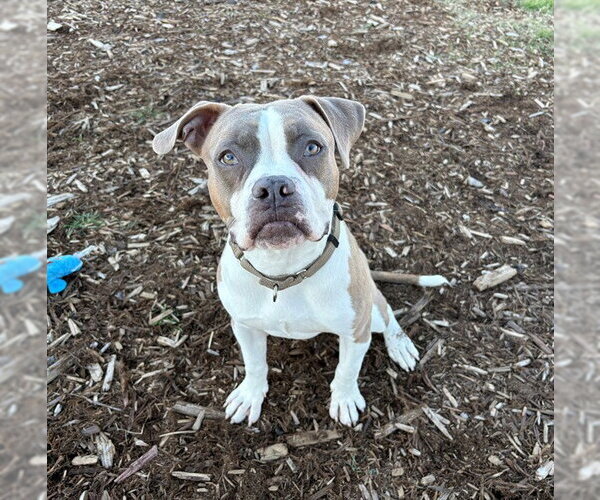 Medium Photo #1 Boxer-Unknown Mix Puppy For Sale in Denver, CO, USA