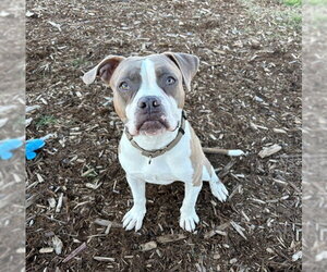 Boxer-Unknown Mix Dogs for adoption in Denver, CO, USA