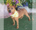 Small American Pit Bull Terrier Mix