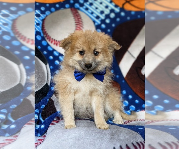 Medium Photo #8 Pomeranian Puppy For Sale in CHRISTIANA, PA, USA