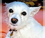 Small #4 Chihuahua Mix