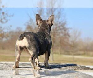 French Bulldog Puppy for sale in BROOKLYN, NY, USA