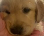 Small Photo #2 Golden Retriever Puppy For Sale in EL CAJON, CA, USA