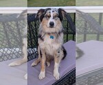 Small Photo #1 Australian Shepherd Puppy For Sale in WEST UNION, OH, USA