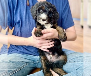 Bernedoodle (Miniature) Puppy for sale in ROY, UT, USA