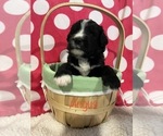 Small Photo #5 Bernedoodle Puppy For Sale in CANTON, MI, USA