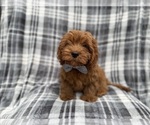 Small Cavapoo (Miniature)