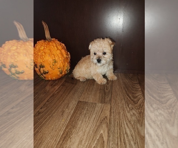 Medium Photo #9 Morkie Puppy For Sale in LAPEER, MI, USA