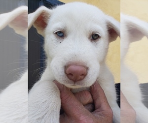 Anatolian Shepherd-Siberian Husky Mix Dog for Adoption in WATERFORD, California USA