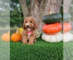Small #3 Poodle (Miniature)